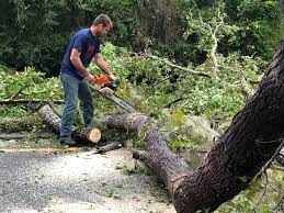 Best Tree Mulching  in Carter, TX
