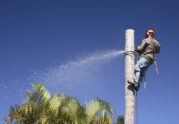 Best Commercial Tree Services  in Carter, TX