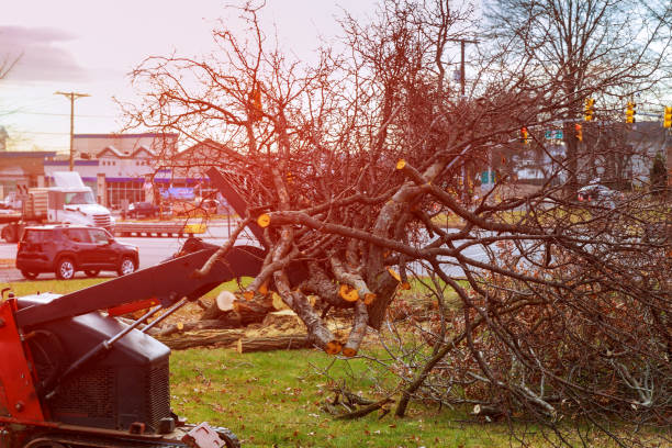 Best Tree Health Inspection  in Carter, TX