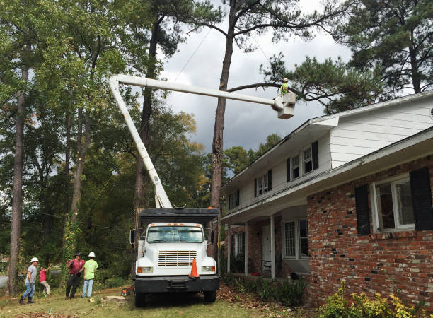 Best Root Management and Removal  in Carter, TX