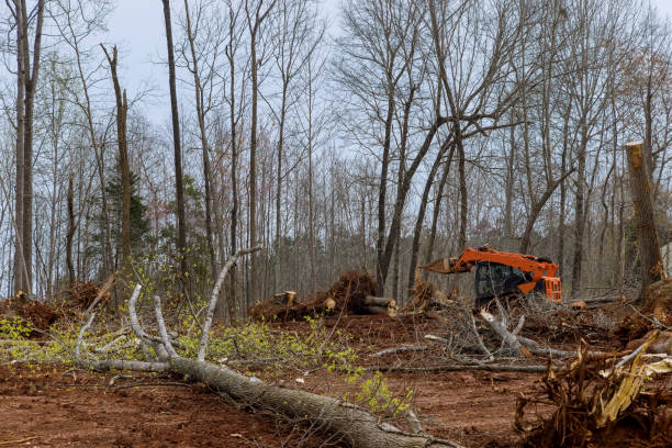 Best Tree and Shrub Care  in Carter, TX