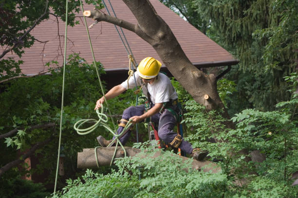 Best Tree Disease Treatment  in Carter, TX
