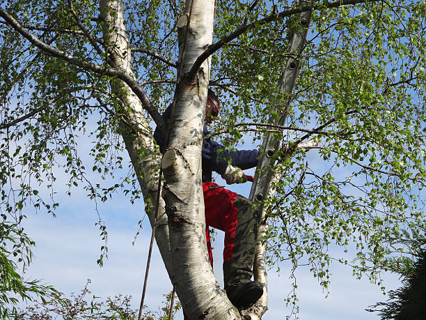 Best Tree Risk Assessment  in Carter, TX