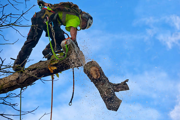 How Our Tree Care Process Works  in  Carter, TX